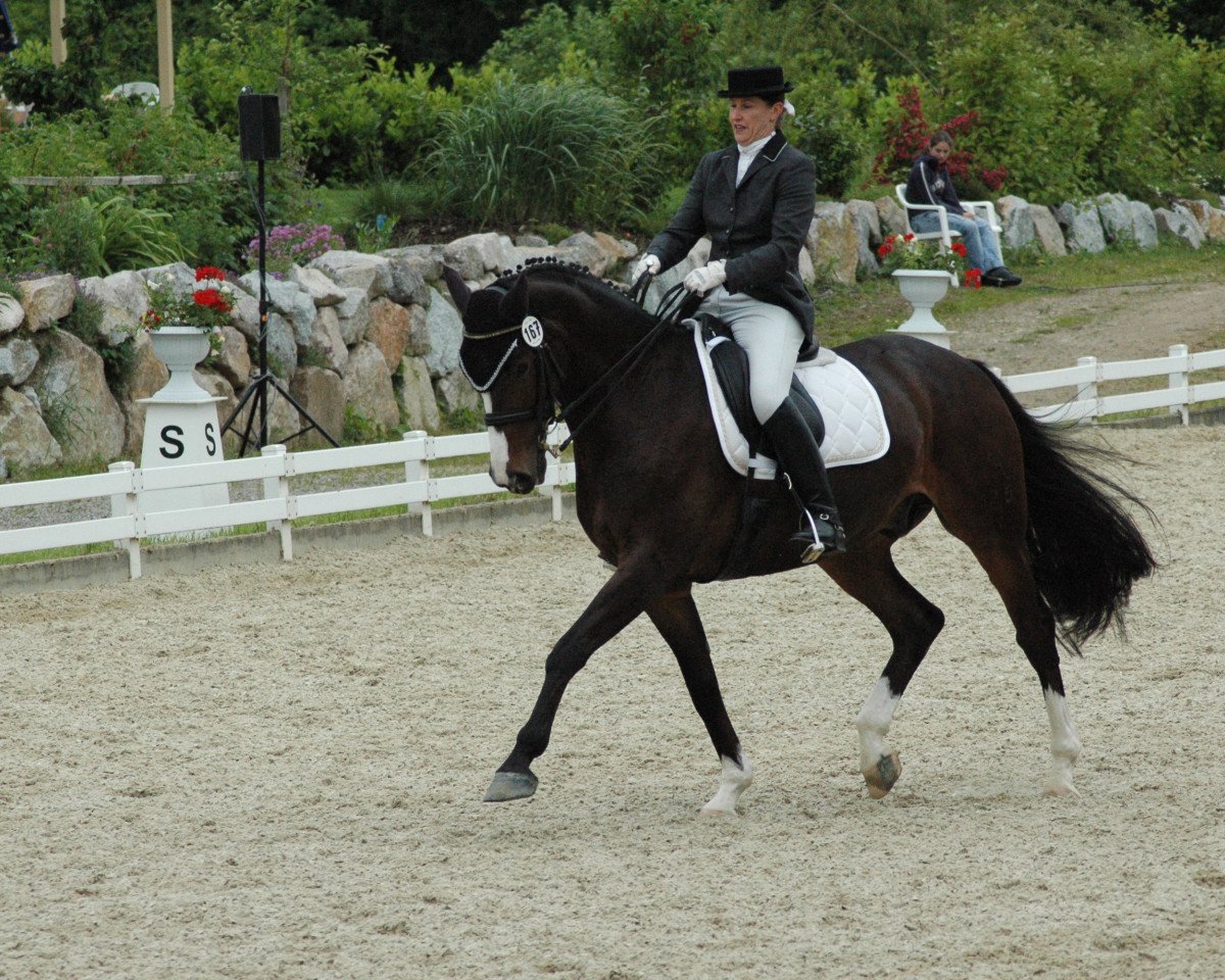 jumper Gino Ginelli 63 (Hanoverian, 1998, from Graf Top)