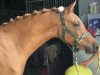 dressage horse Venustas Jumanji (German Riding Pony, 2014, from Dimension AT NRW)