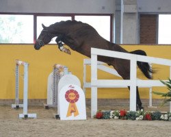 Pferd Valito (Deutsches Sportpferd, 2016, von Viscount 22)