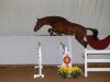 stallion Ride Smart Qoup (German Sport Horse, 2016, from Quasimodo vd Molendreef)