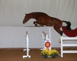 stallion Ride Smart Qoup (German Sport Horse, 2016, from Quasimodo vd Molendreef)