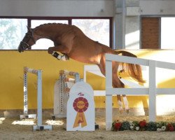 stallion Monte Kahlo (Oldenburg show jumper, 2016, from Monte Bellini)