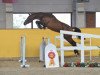 jumper Pumbaa (German Sport Horse, 2016, from Kasanova de La Pomme)