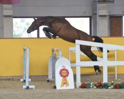 jumper Pumbaa (German Sport Horse, 2016, from Kasanova de La Pomme)