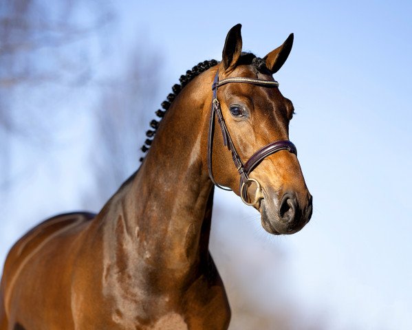 stallion Diamant de Casall (Holsteiner, 2016, from Diamant de Semilly)