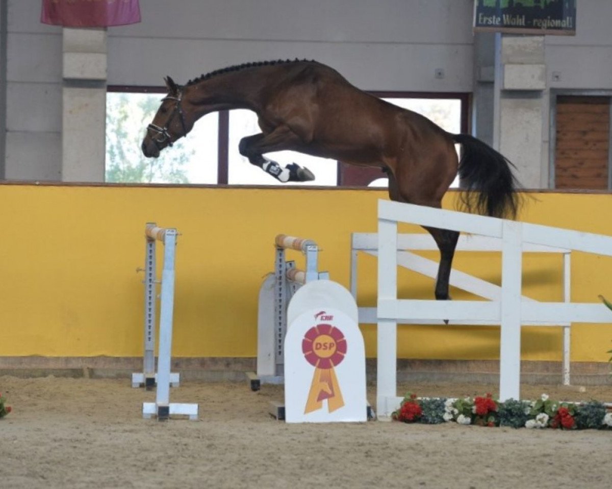 jumper Goldstar W (Westphalian, 2016, from Grand Slam VDL)