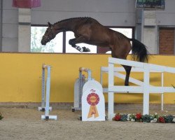 jumper Goldstar W (Westphalian, 2016, from Grand Slam VDL)