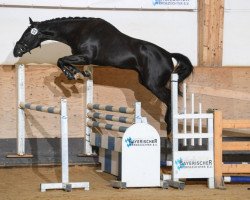 jumper Querido van het Geinsteinde (Belgian Warmblood, 2016, from Elvis Ter Putte)