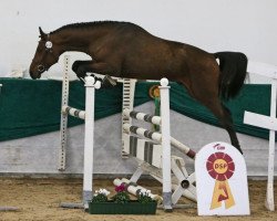 jumper Da Capo 242 (German Sport Horse, 2016, from Diarado)