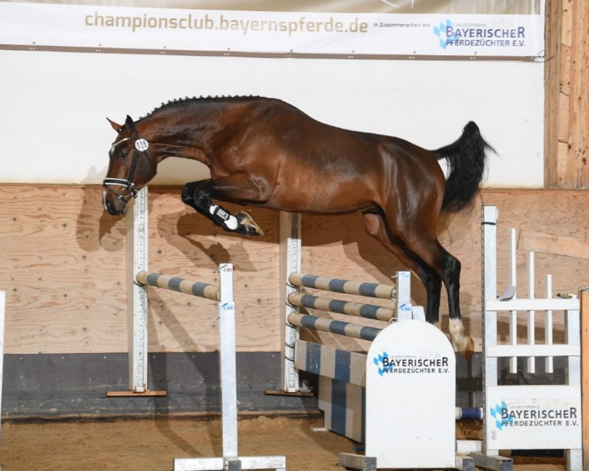 stallion Limited Edition (KWPN (Royal Dutch Sporthorse), 2016, from Diamant de Semilly)