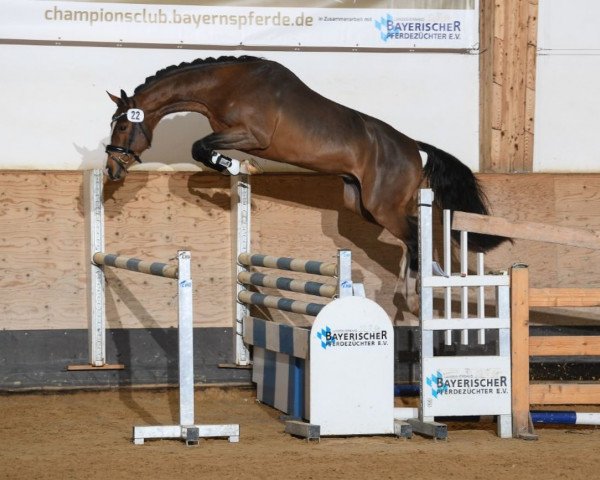 stallion Coupiko (German Sport Horse, 2015, from Coupie)