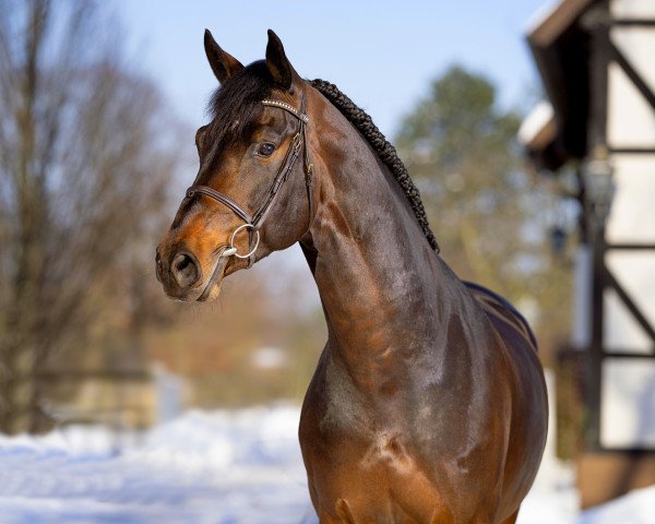 stallion Dembelé L (Westphalian, 2014, from Diamant de Semilly)