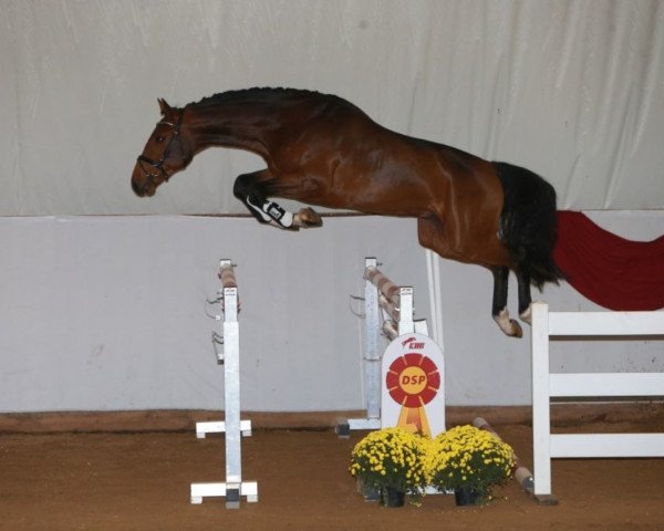 jumper Hb Carlo (German Sport Horse, 2016, from Cool Man K)