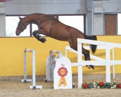 jumper Mufasa 9 (Holsteiner, 2016, from Colore)