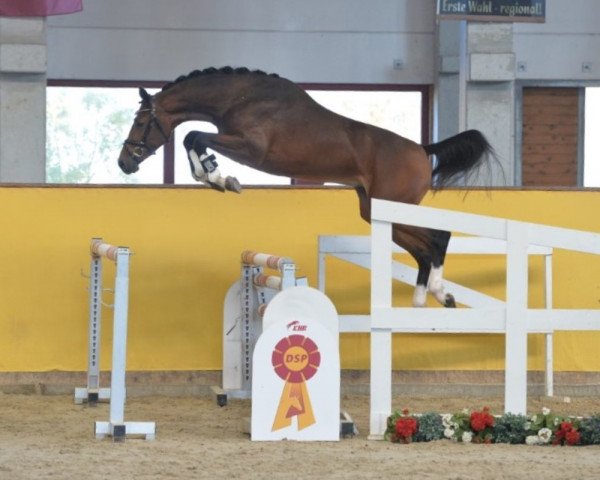 stallion Taycan B (German Sport Horse, 2016, from Cicero Z van Paemel)