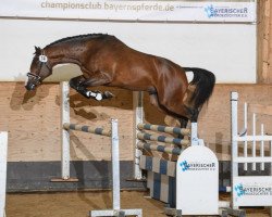 jumper Geyer's Chin Champ (Holsteiner, 2016, from Chin Champ)