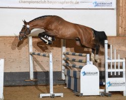 stallion Kalimero de Villée (Belgian Warmblood, 2016, from Aktion Pur Z)