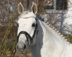 stallion Congress 4 (Oldenburg, 2006, from Cornet Obolensky)