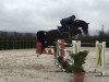 jumper Cenno (Slovenian Warmblood, 2009, from Chico's Boy)