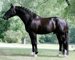 stallion Lord Ferragamo (Rhinelander, 2005, from Lord Loxley I)