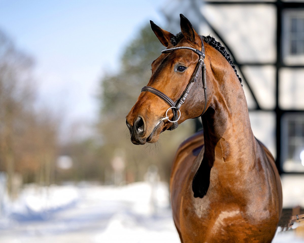 Deckhengst Chellci Orange L (Zangersheide Reitpferd, 2017, von Cicero Z van Paemel)