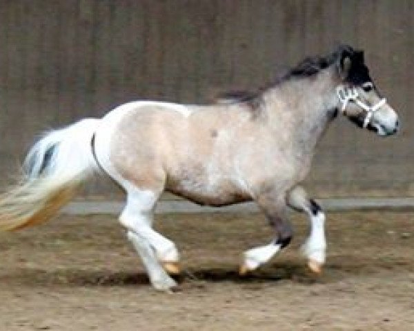 Zuchtstute Eske vom Regenbogen (Dt.Part-bred Shetland Pony, 2011, von Ramon Oet Twente)