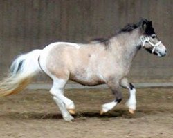 Pferd Eske vom Regenbogen (Dt.Part-bred Shetland Pony, 2011, von Ramon Oet Twente)