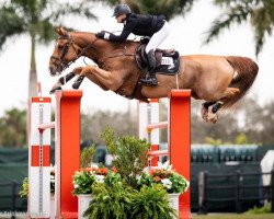 jumper Gakhir (KWPN (Royal Dutch Sporthorse), 2011, from Spartacus)