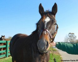 broodmare Frivolous xx (Thoroughbred, 2010, from Empire Maker xx)