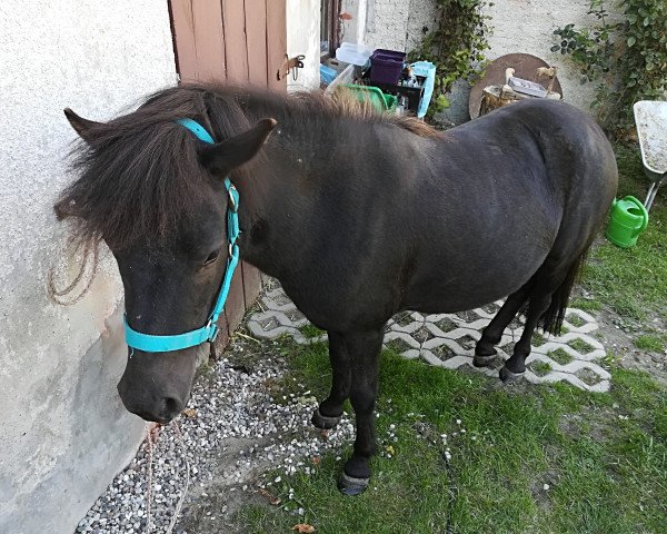 Pferd Leni (Shetland Pony,  , von Pico)