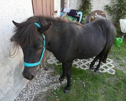 horse Leni (Shetland Pony,  , from Pico)