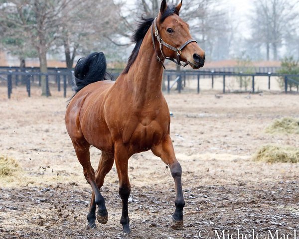 broodmare Lady Eli xx (Thoroughbred, 2012, from Divine Park xx)