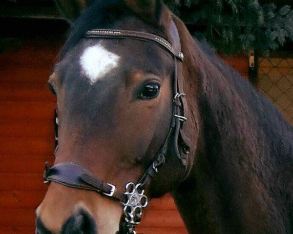 broodmare Ilvy (Trakehner, 2001, from Korado)