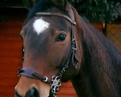 broodmare Ilvy (Trakehner, 2001, from Korado)