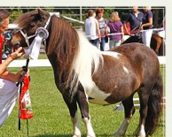 Zuchtstute Krummhörn´s Fine (Shetland Pony (unter 87 cm),  , von Very Dynamic van de Buxushof)
