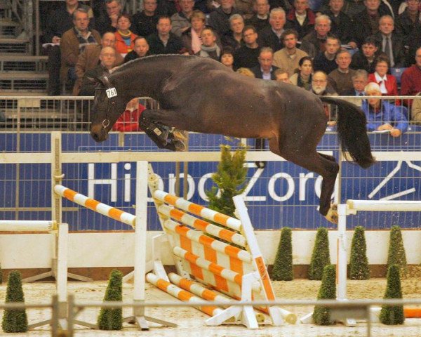 stallion Waldo van Dungen (Dutch Warmblood, 2003, from Tolano van het Riethof)