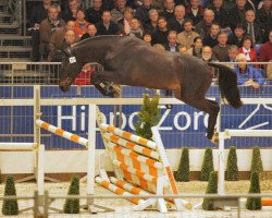 stallion Waldo van Dungen (KWPN (Royal Dutch Sporthorse), 2003, from Tolano van het Riethof)