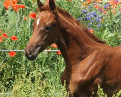 broodmare Londy’s Last Kiss (Austrian Warmblood, 2017, from Diamond Hit)