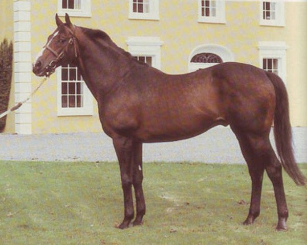 stallion Balboa xx (Thoroughbred, 1974, from Bold Lad xx)
