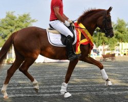 dressage horse Lilli Marlen (Österreichisches Warmblut, 2014, from Bailamos Biolley)