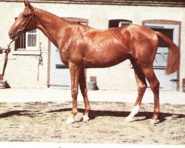 stallion Phalorain xx (Thoroughbred, 1945, from Precipitation xx)