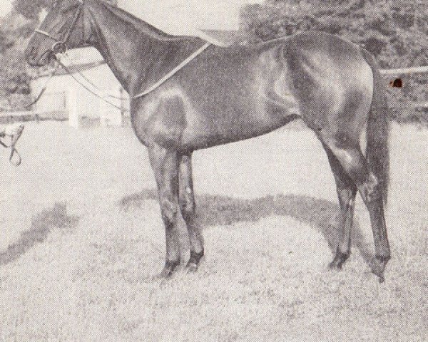 broodmare Gamble in Gold xx (Thoroughbred, 1948, from Big Game xx)