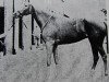 broodmare Good as Gold xx (Thoroughbred, 1955, from Nimbus xx)