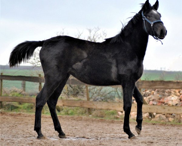 Pferd Princesa (Cruzado-Espanol, 2017)