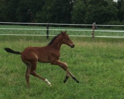 stallion D-Dance de Luxe M (German Riding Pony, 2018, from D-Power AT)