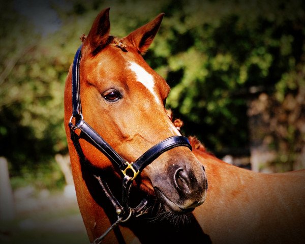 Pferd Rose R (Deutsches Reitpony, 2008)