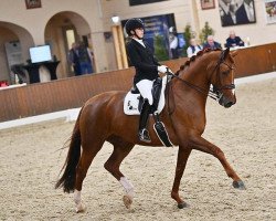 dressage horse Coco Jambo 33 (Rhinelander, 2014, from Cennin)