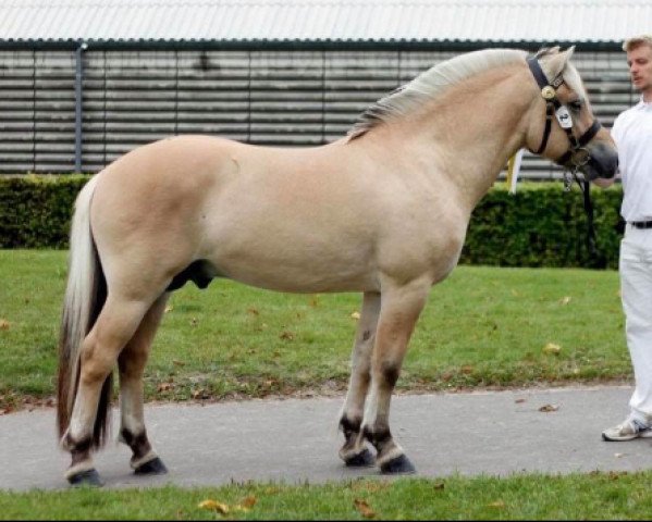 stallion Schelhase's Komet (Fjord Horse, 2018, from Fjelltor N.2527)