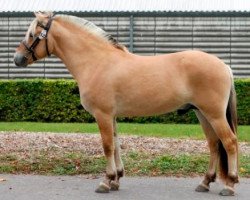 stallion Hjorthøjs Zar (Fjord Horse, 2018, from Mosegårdens Kejser)