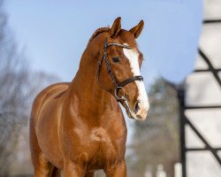 stallion All I Want L (Westphalian, 2017, from Arezzo VDL)